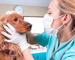 жінка ветеринар проводить діагностику золотистого ретривера