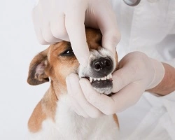собаці перевіряють зуби