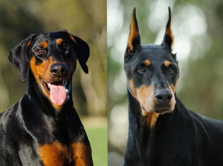 собака до і після обрізання вух